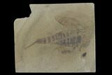 Eurypterus (Sea Scorpion) Fossil - New York #131483-1
